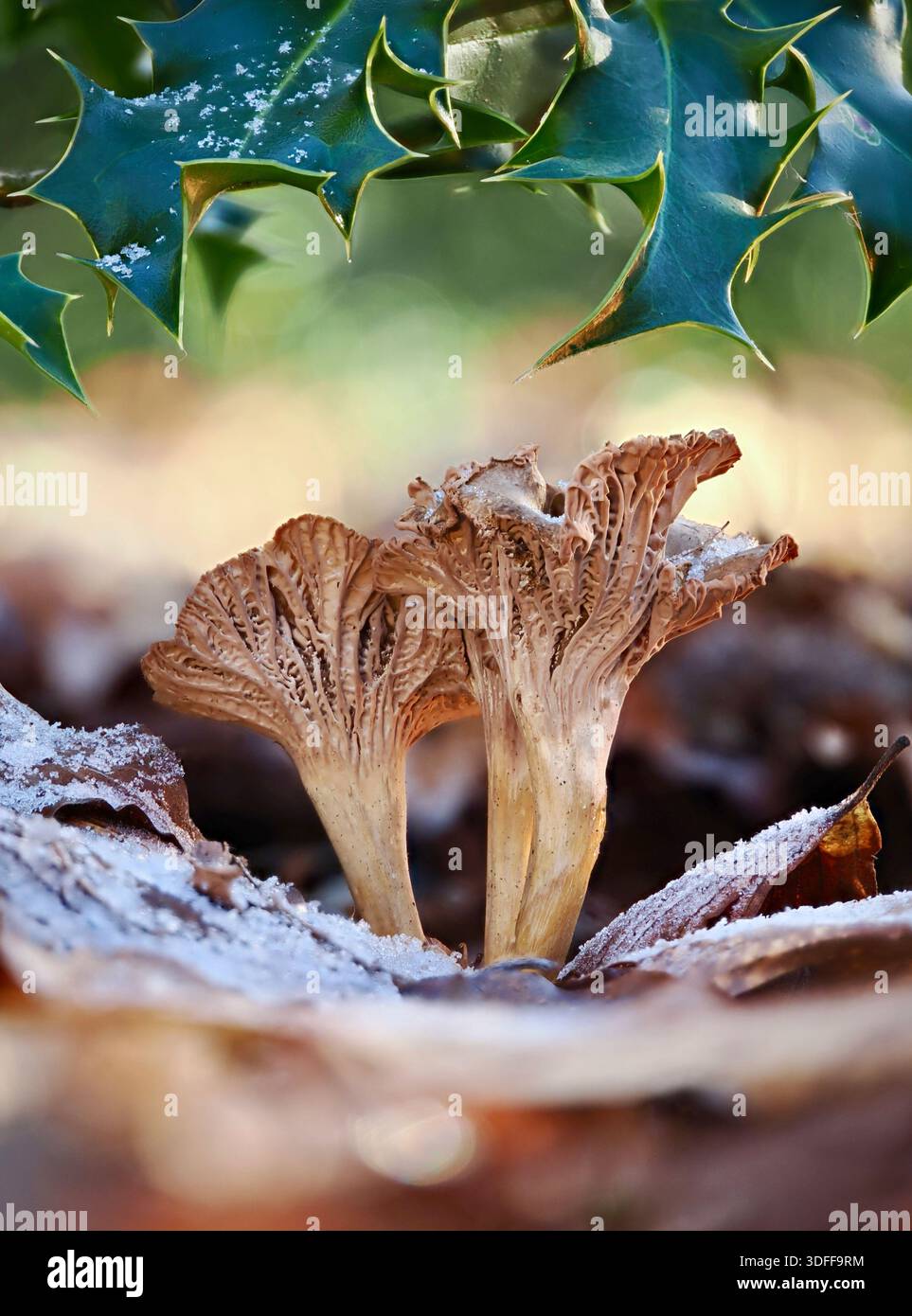 Canterelle invernali ricoperte di gelo, Cantharellus tubaeformis, funghi su un fondo di foresta invernale sotto le foglie di holly, Buckinghamshire, Regno Unito Foto Stock