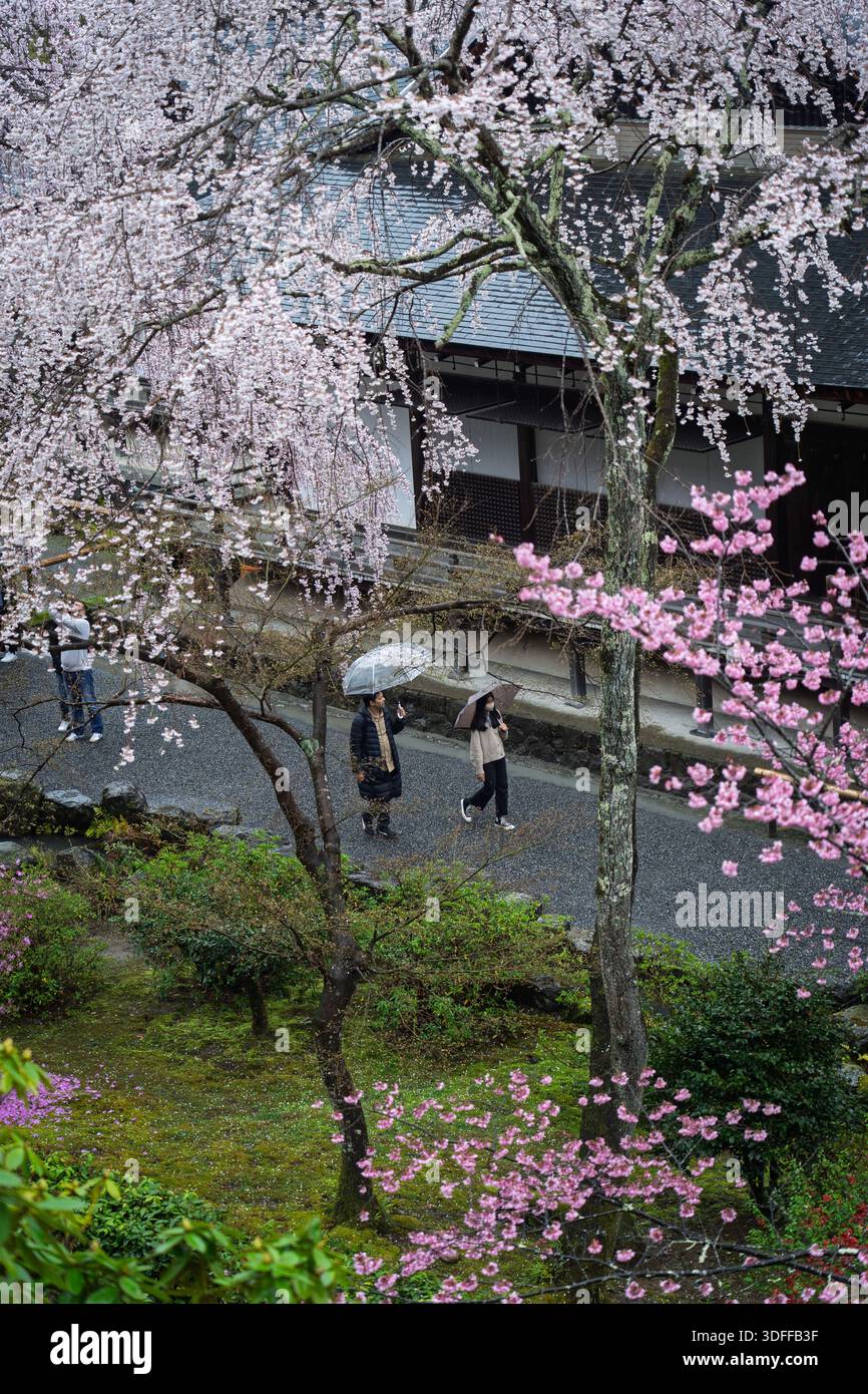 La vista dei delicati fiori di ciliegio rosa incorniciano una scena serena con persone che passeggiano sotto gli ombrelli in una giornata di pioggia, Kyoto, Giappone. Foto Stock