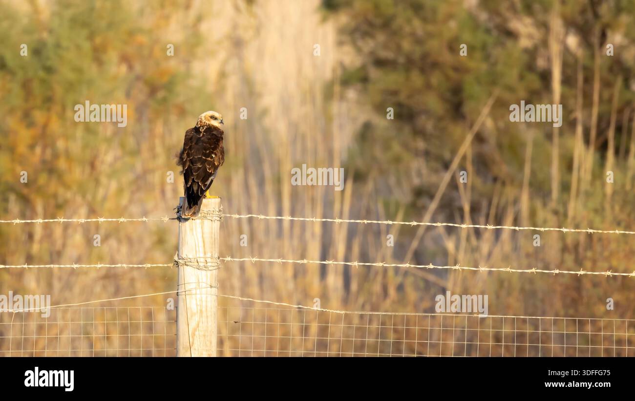 Un Harrier palude occidentale (Circus aeruginosus) in piedi su un palo di legno, che scansiona con calma la zona umida circostante. Foto Stock