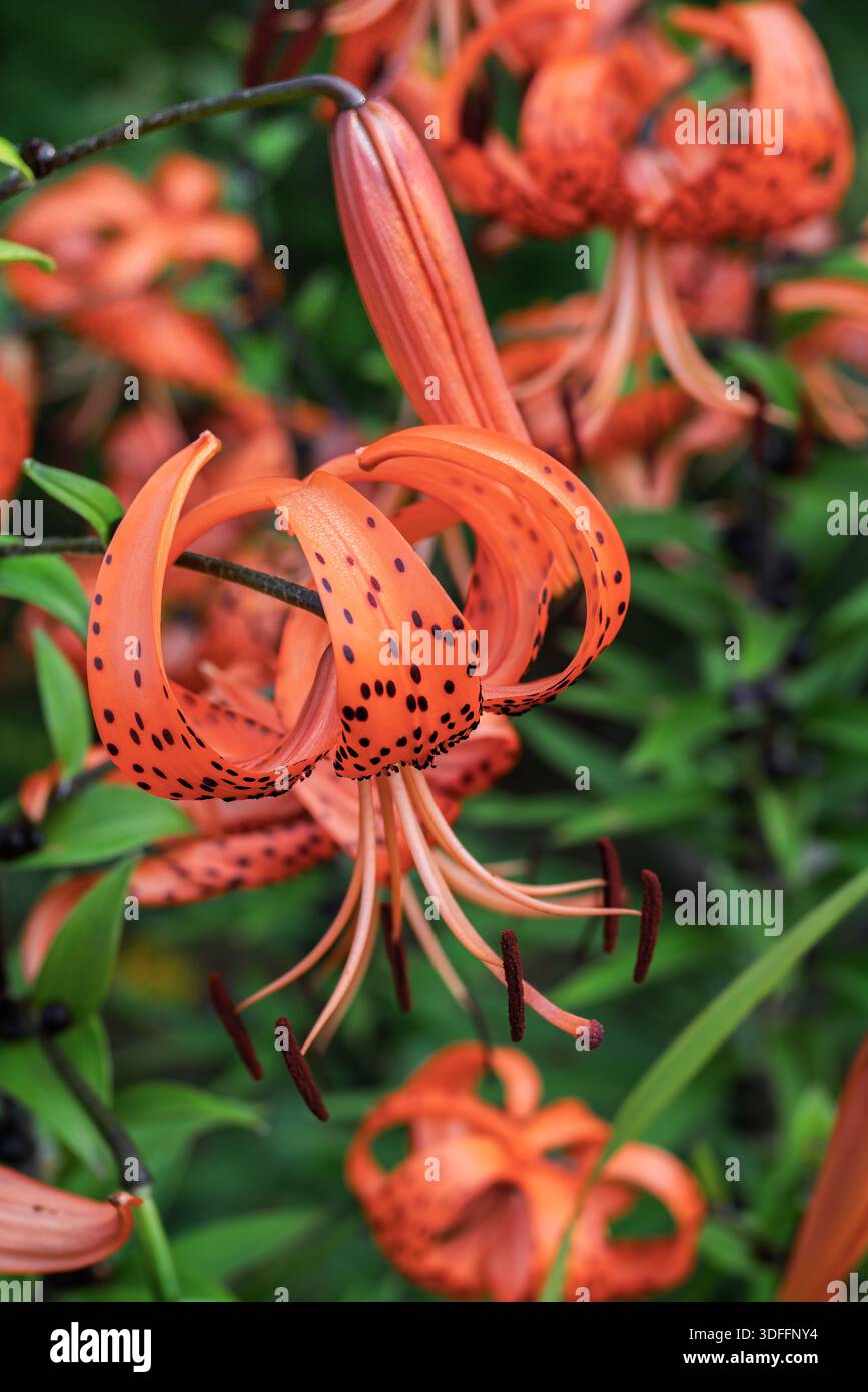 Varietà storica di un vero giglio da giardino nel giardino estivo. Foto Stock