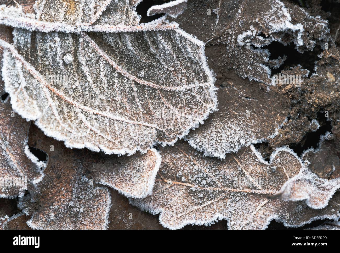 Primo piano di una foglia ricoperta di gelo. L'aspetto gelido della foglia dà l'impressione di una giornata fredda e ventosa. la foglia è circondata da altre foglie Foto Stock
