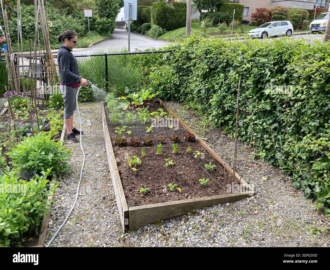 Una donna bagna un terreno di un giardino comunitario Foto Stock