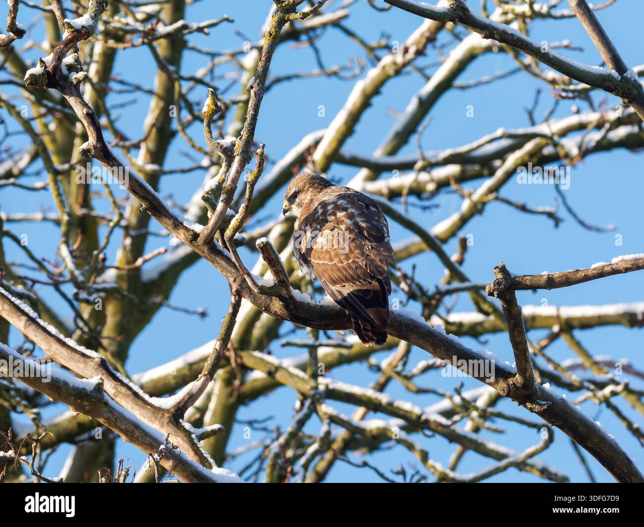 Buzzard comune (Buteo buteo) arroccato su rami di alberi ricoperti di neve, scena invernale, riposo di rapaci, comportamento naturale, Europa. Foto Stock