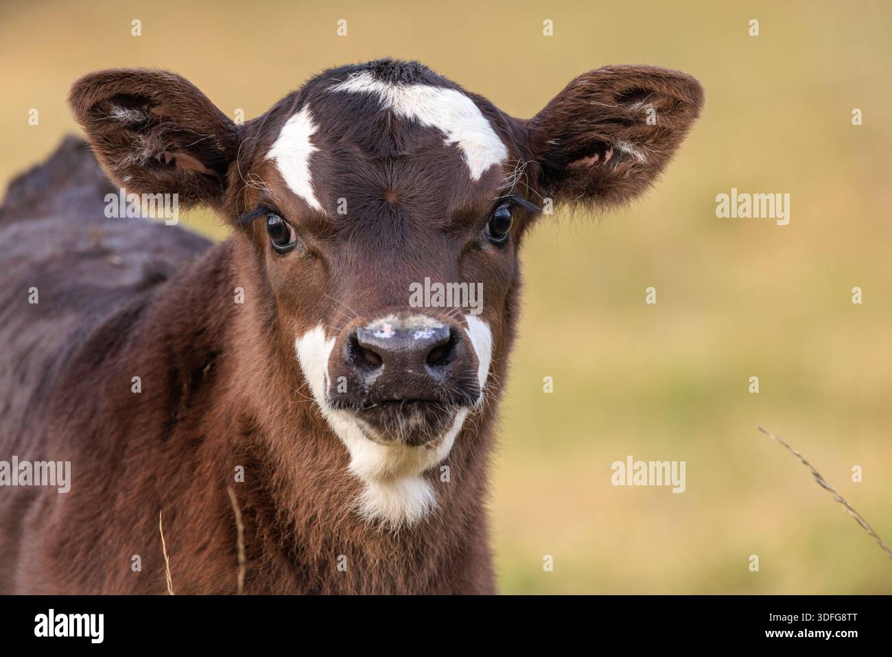 Un vitello marrone e bianco di due settimane. I grandi occhi adorabili e le ciglia bianche contro un morbido cappotto in velluto creano un sovraccarico di taglio. Foto Stock