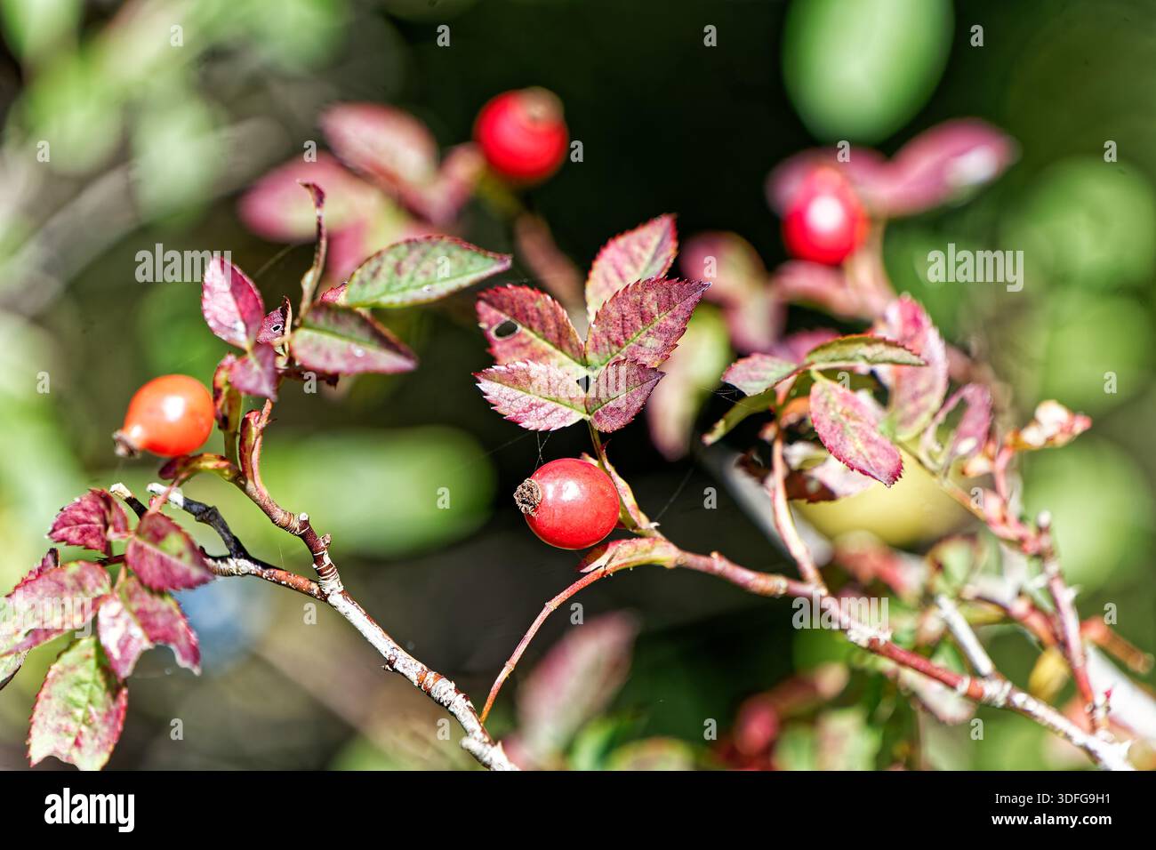 foglie e bacche colorate in autunno Foto Stock