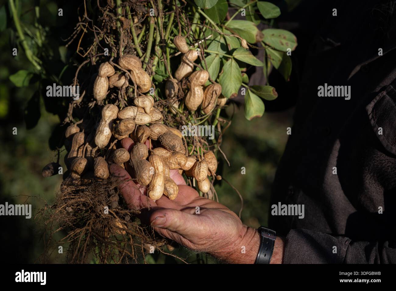 Agricoltore che detiene arachidi appena raccolte con radici e terreno, dimostrando un'agricoltura sostenibile, una coltivazione biologica e l'abbondanza di sani Foto Stock