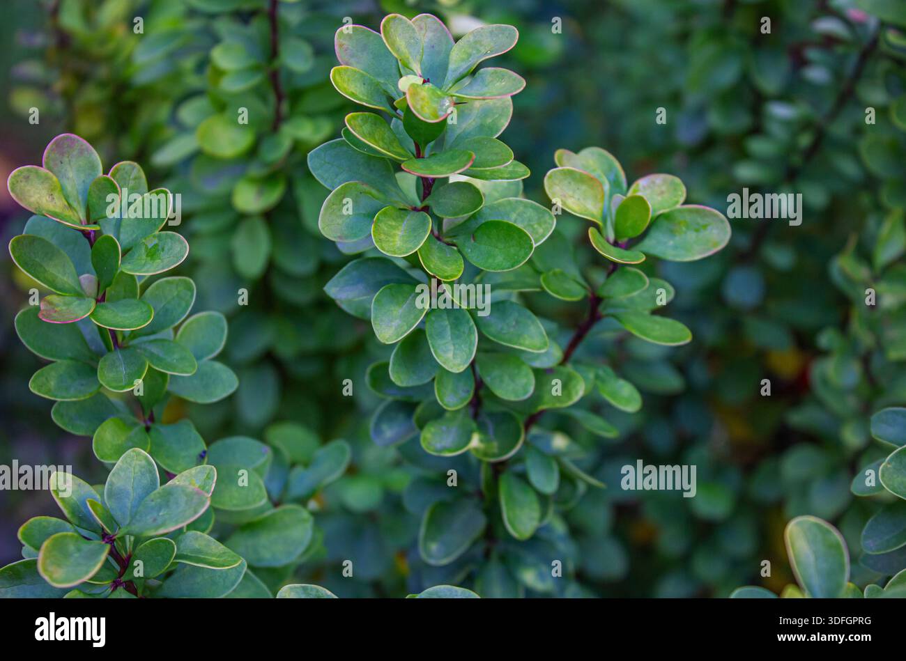 Foglie di Barberry verde brillante (Berberis thunbergii Erecta) nel giardino sullo sfondo della texture primaverile. Foto Stock