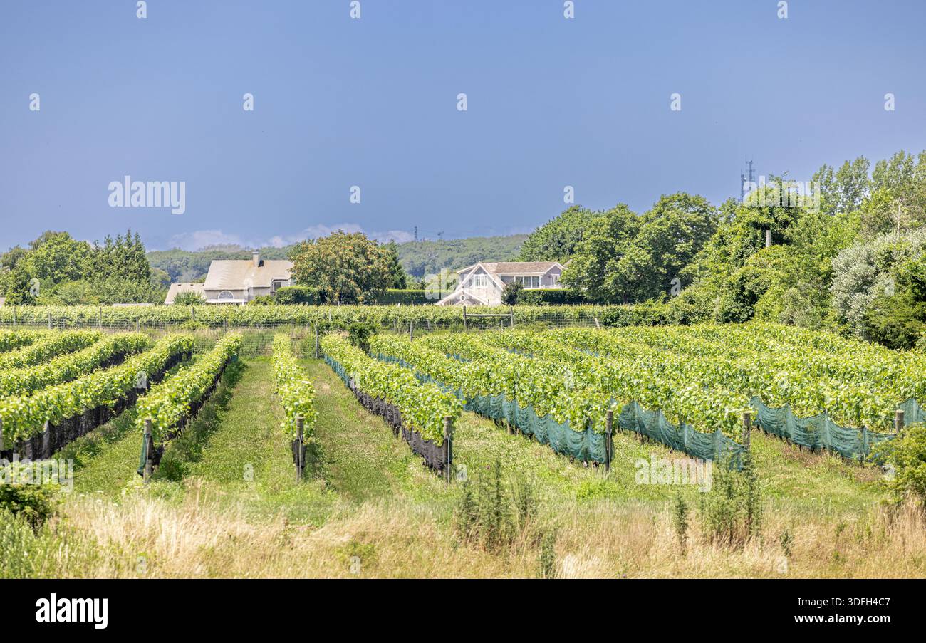 campo di viti con case in lontananza nel mulino ad acqua, new york Foto Stock