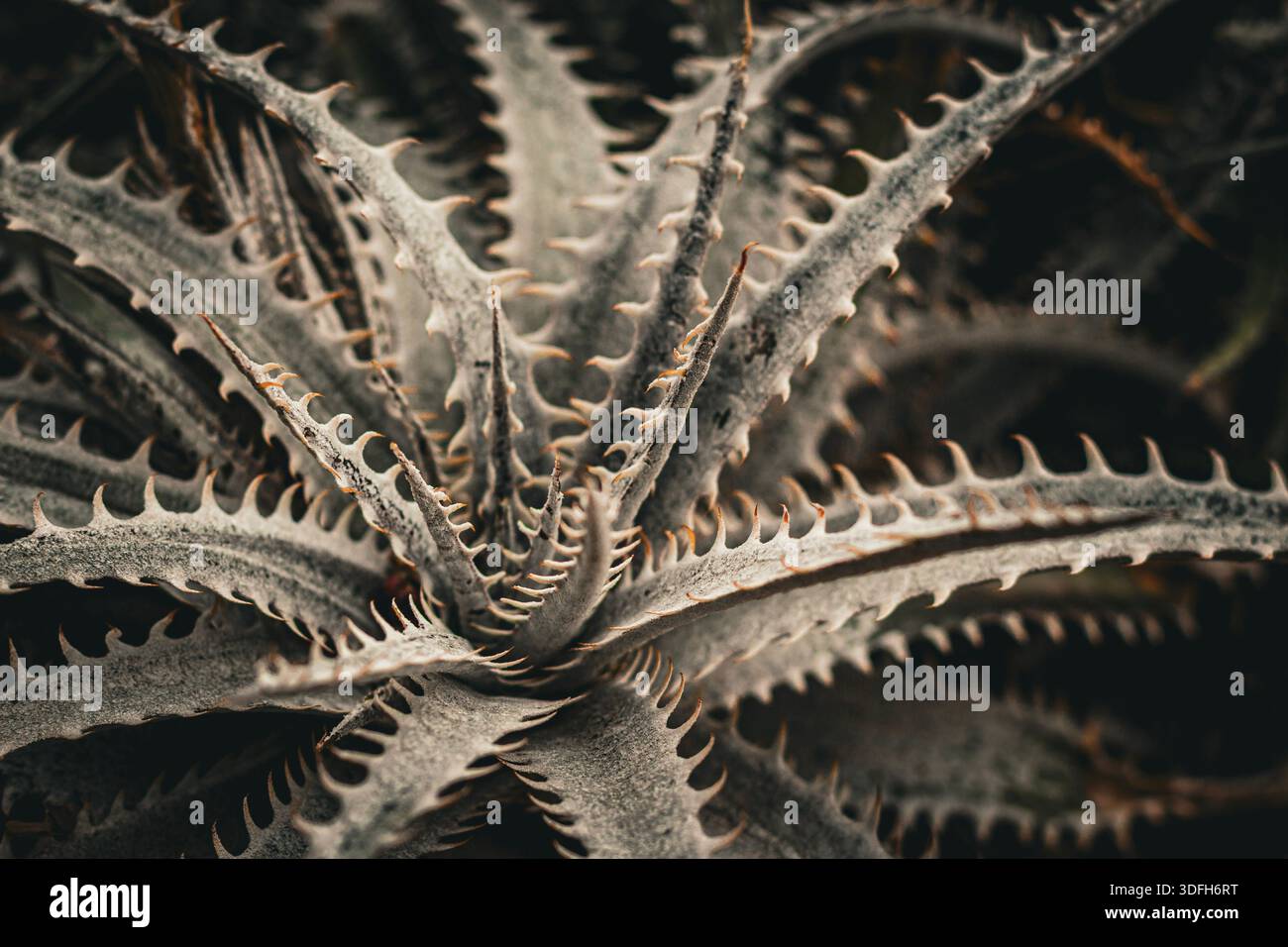Oscuro Moody succulento nei ricchi toni della Terra Foto Stock