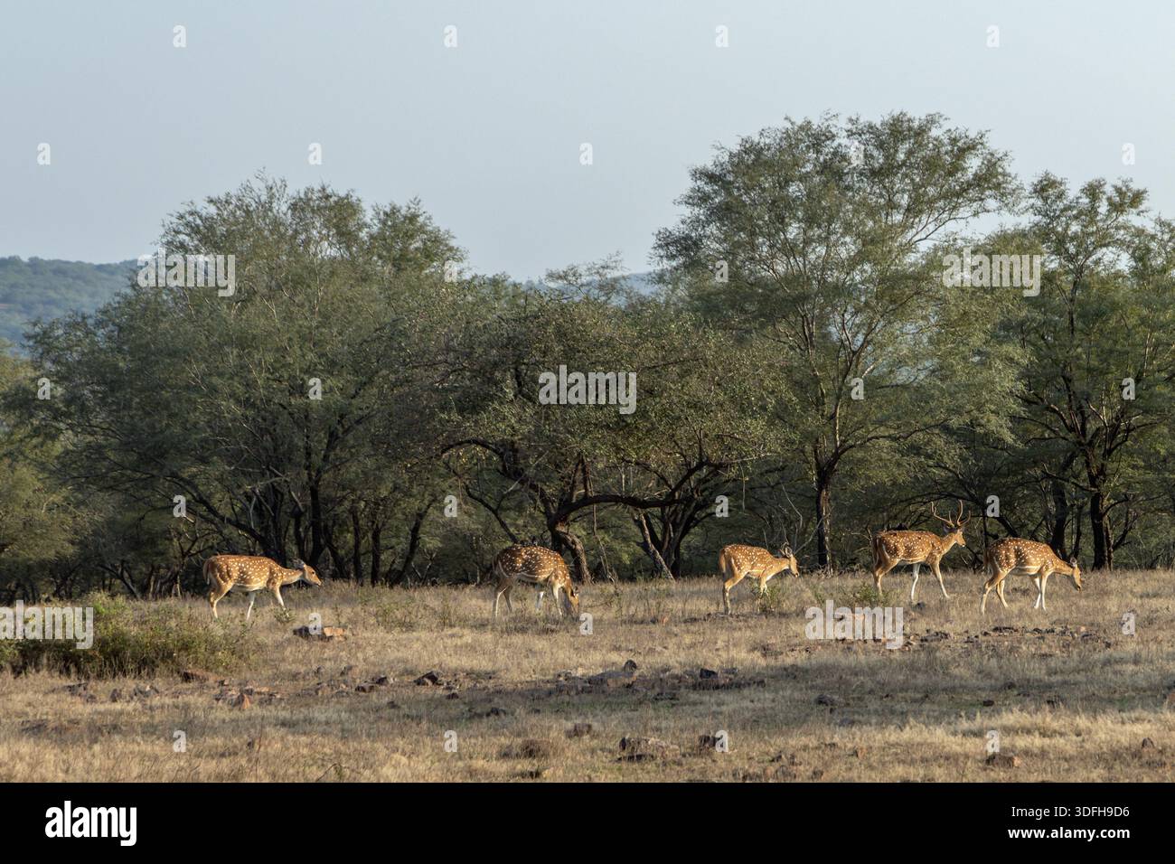 Chital o cervi maculati nel Parco Nazionale di Ranthambore, Rajasthan, India Foto Stock