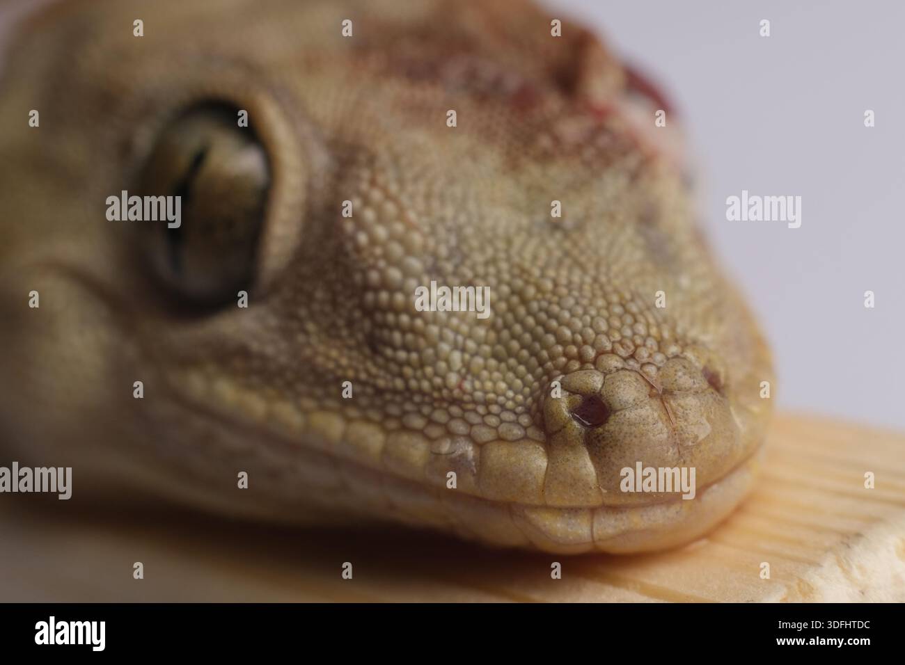 FOTO RAVVICINATA DELL'OCCHIO E DI SIKIN DELLA CASA LIZARD GECKO Foto Stock