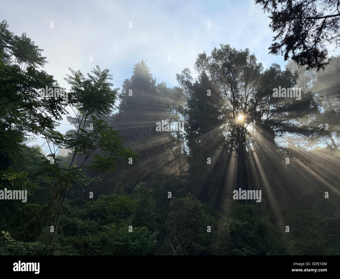 Il sole splende tra gli alberi della foresta nella nebbia mattutina. Foto Stock