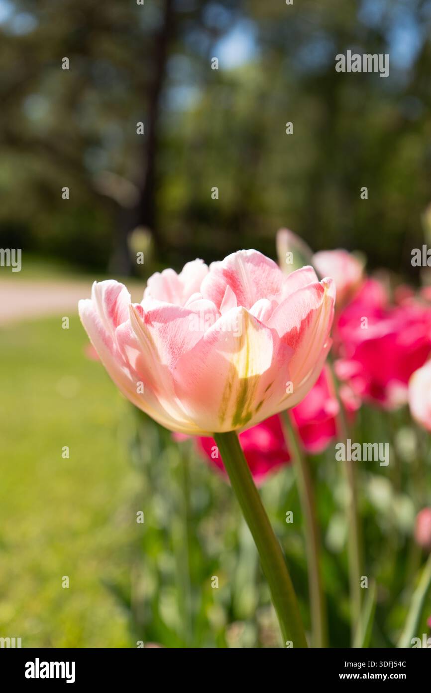 Tulipani rosa tenui che ondeggiano delicatamente nella calda brezza primaverile. Foto Stock