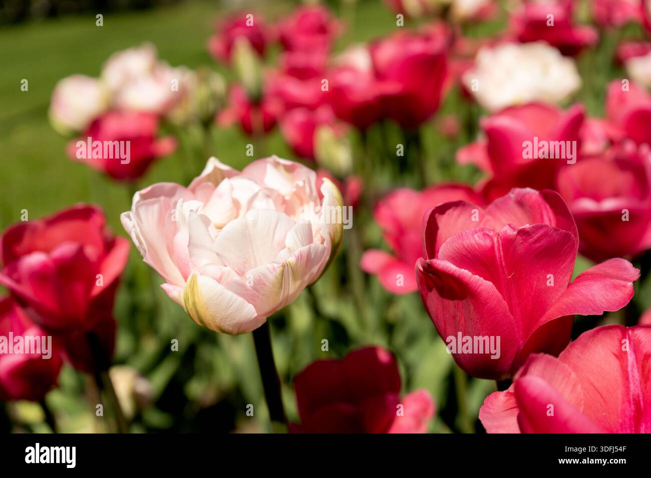 Delicati tulipani rosa che fioriscono splendidamente in un giardino primaverile illuminato dal sole. Foto Stock