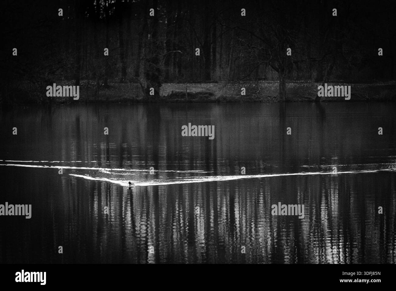 Un'anatra che nuota da sola su un lago con i riflessi degli alberi e l'acqua ondulata. Foto Stock