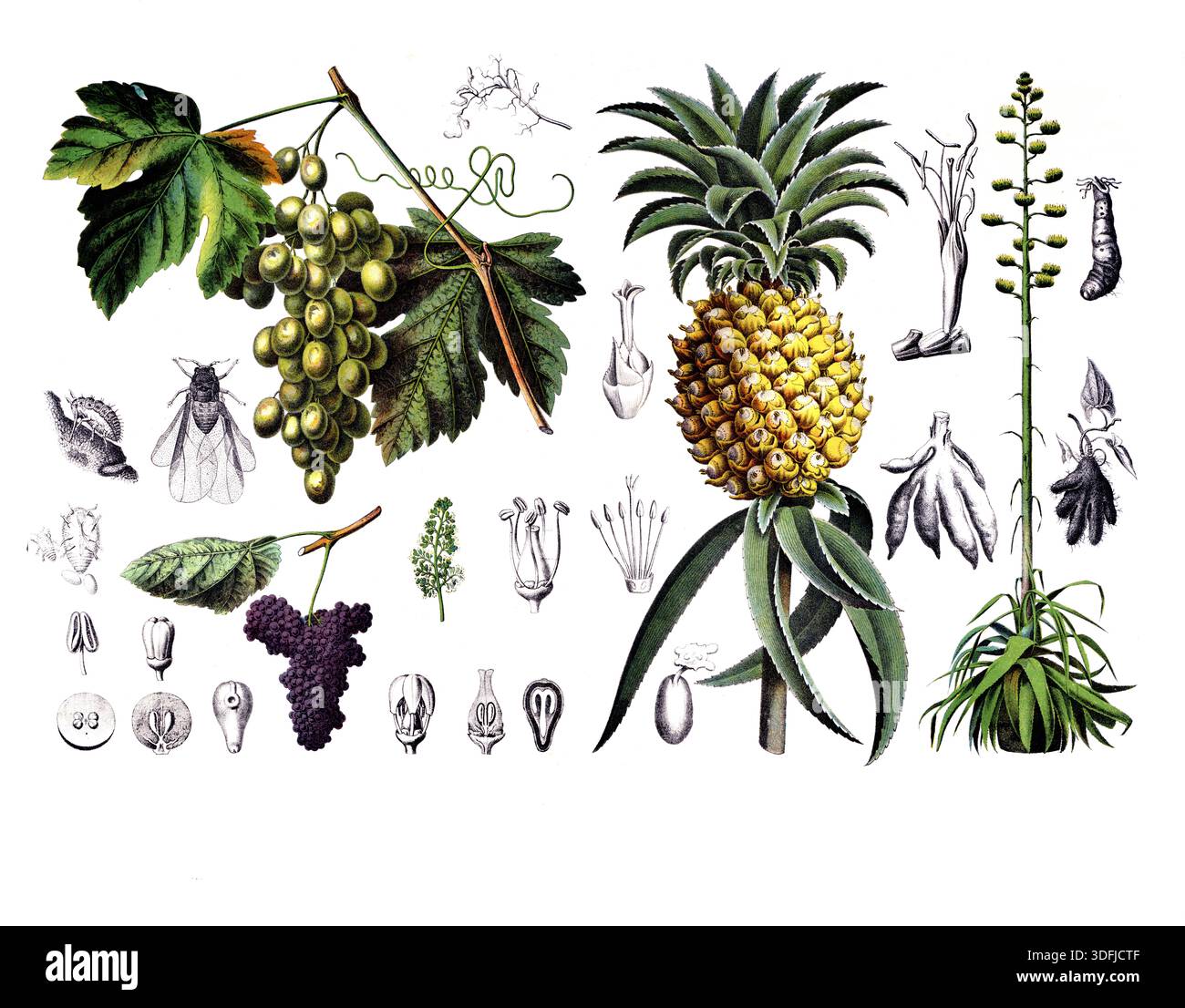 Nutzpflanzen, Kulturpflanzen, Weinstock, Vitis vinifera und Ananas, ananassa sativa und Agave, Agave americana, Schulbild, authentische Reproduktion e Foto Stock