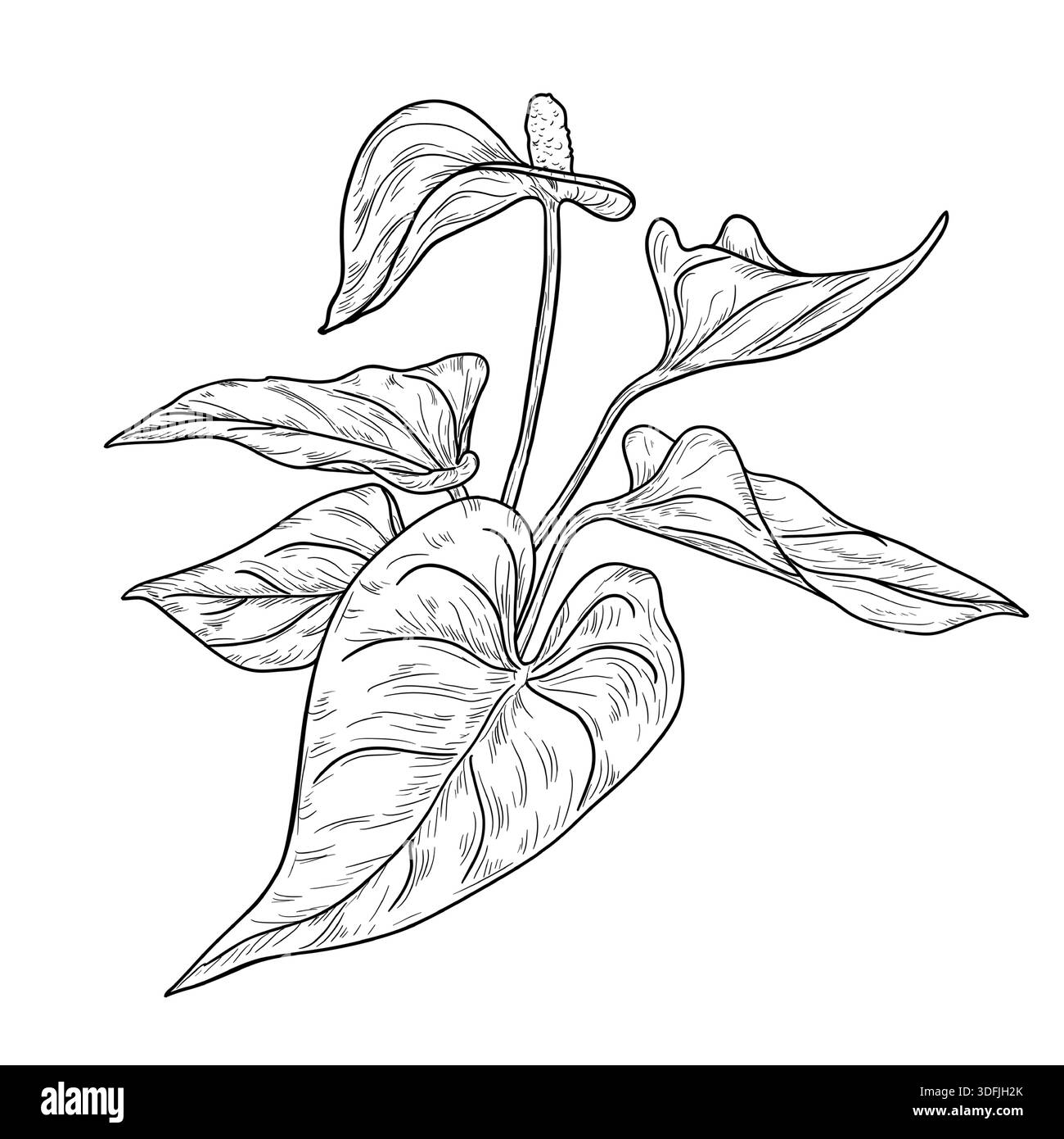 Fiore di Antorio con foglie, schizzo in bianco e nero. Illustrazione vettoriale. Foglie di alberi tropicali, isolate su sfondo bianco. Verde lussureggiante fauna selvatica Illustrazione Vettoriale