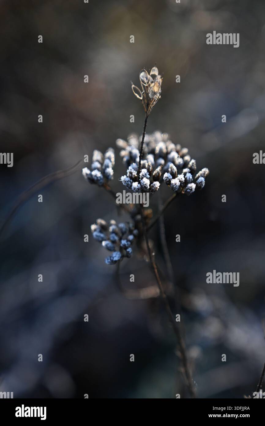 Hoarfrost su fiori di freccia secchi alla luce dell'inverno Foto Stock
