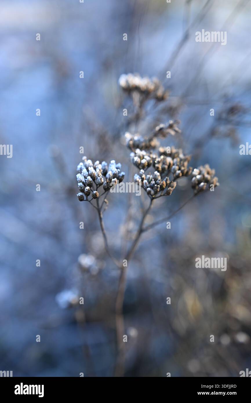 Steli di fiori selvatici secchi smerigliati alla luce del mattino d'inverno Foto Stock