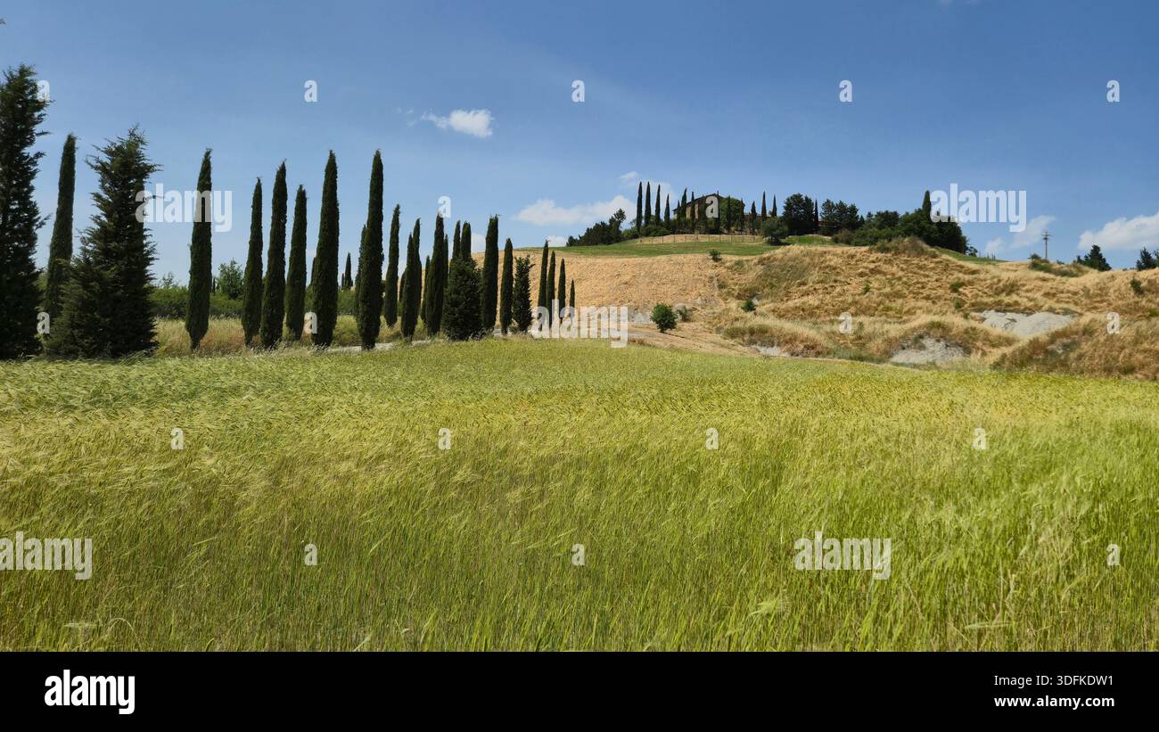 Sentiero fiancheggiato da cipressi che conduce ad una casa sulla collina in Val d'Orcia, Toscana, Italia - Immagine stock catturata con smartphone