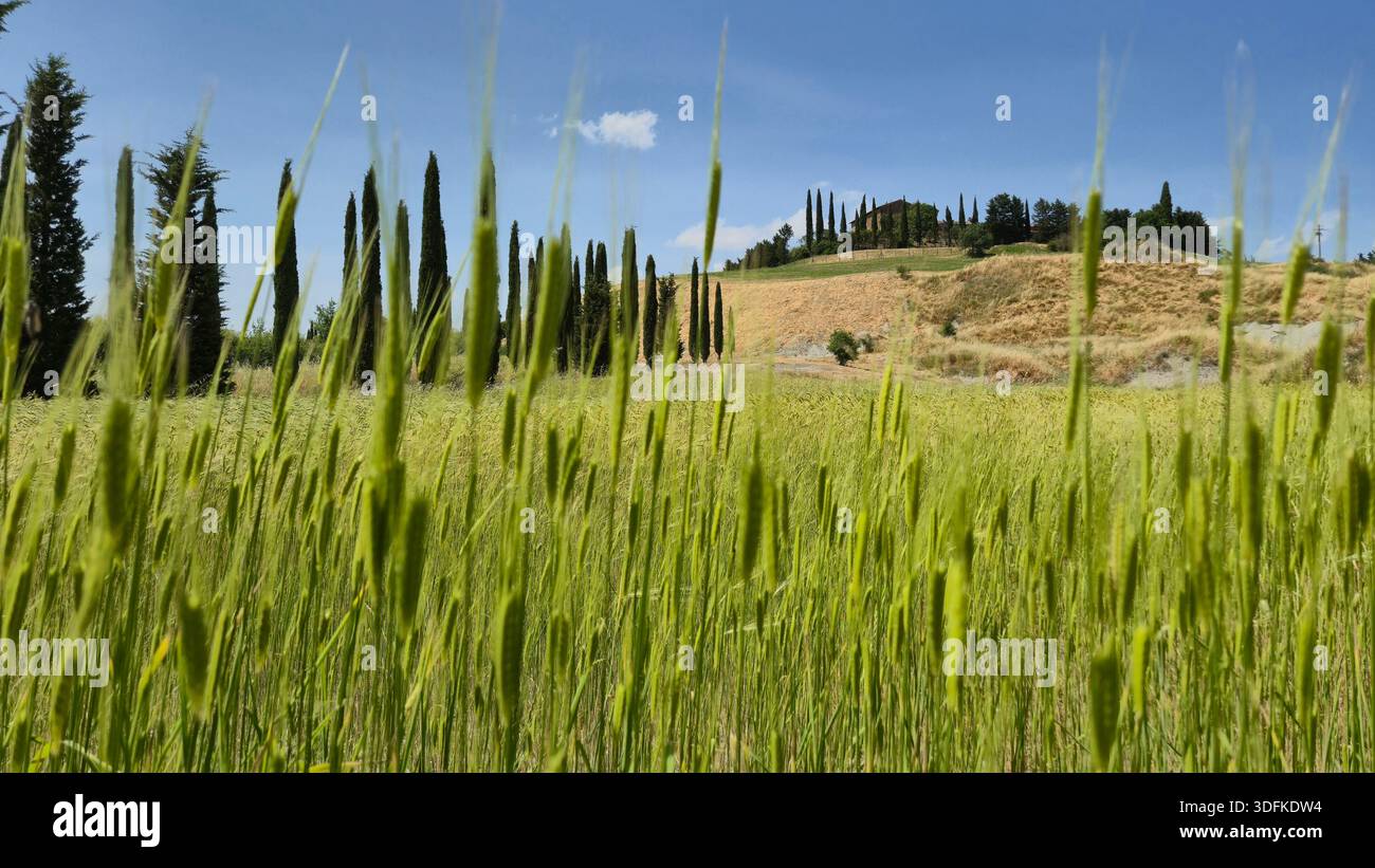 Sentiero fiancheggiato da cipressi che conduce ad una casa sulla collina in Val d'Orcia, Toscana, Italia - Immagine stock catturata con smartphone
