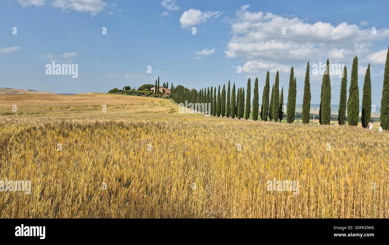 Sentiero fiancheggiato da cipressi che conduce ad una casa sulla collina in Val d'Orcia, Toscana, Italia - Immagine stock catturata con smartphone