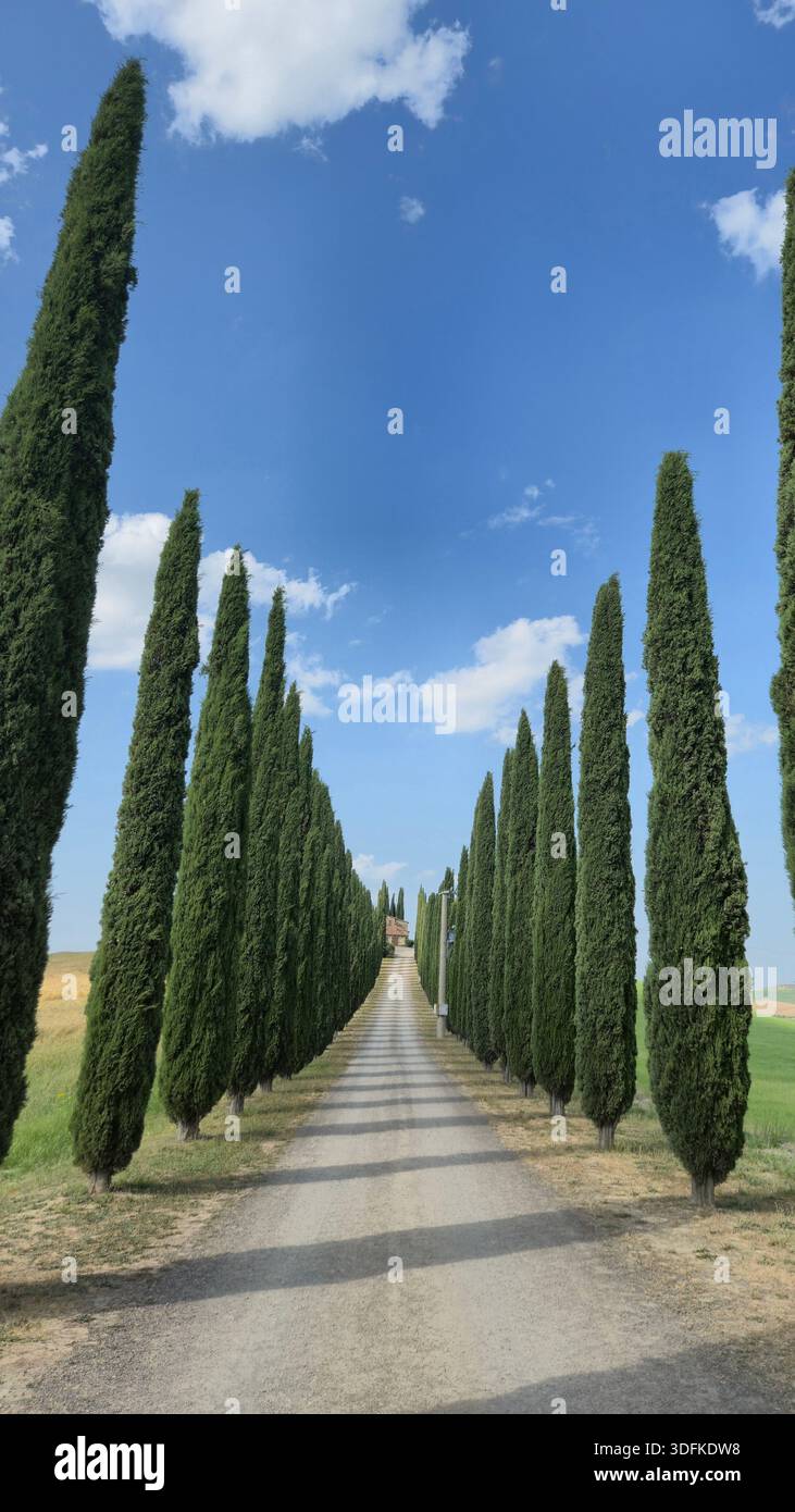 Sentiero fiancheggiato da cipressi che conduce ad una casa sulla collina in Val d'Orcia, Toscana, Italia - Immagine stock catturata con smartphone