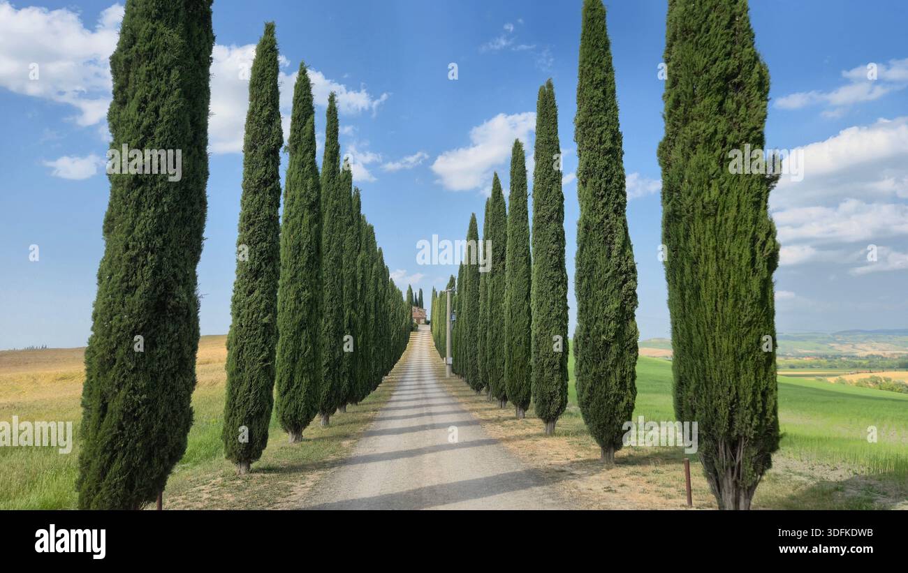 Sentiero fiancheggiato da cipressi che conduce ad una casa sulla collina in Val d'Orcia, Toscana, Italia - Immagine stock catturata con smartphone
