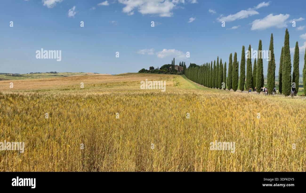 Sentiero fiancheggiato da cipressi che conduce ad una casa sulla collina in Val d'Orcia, Toscana, Italia - Immagine stock catturata con smartphone