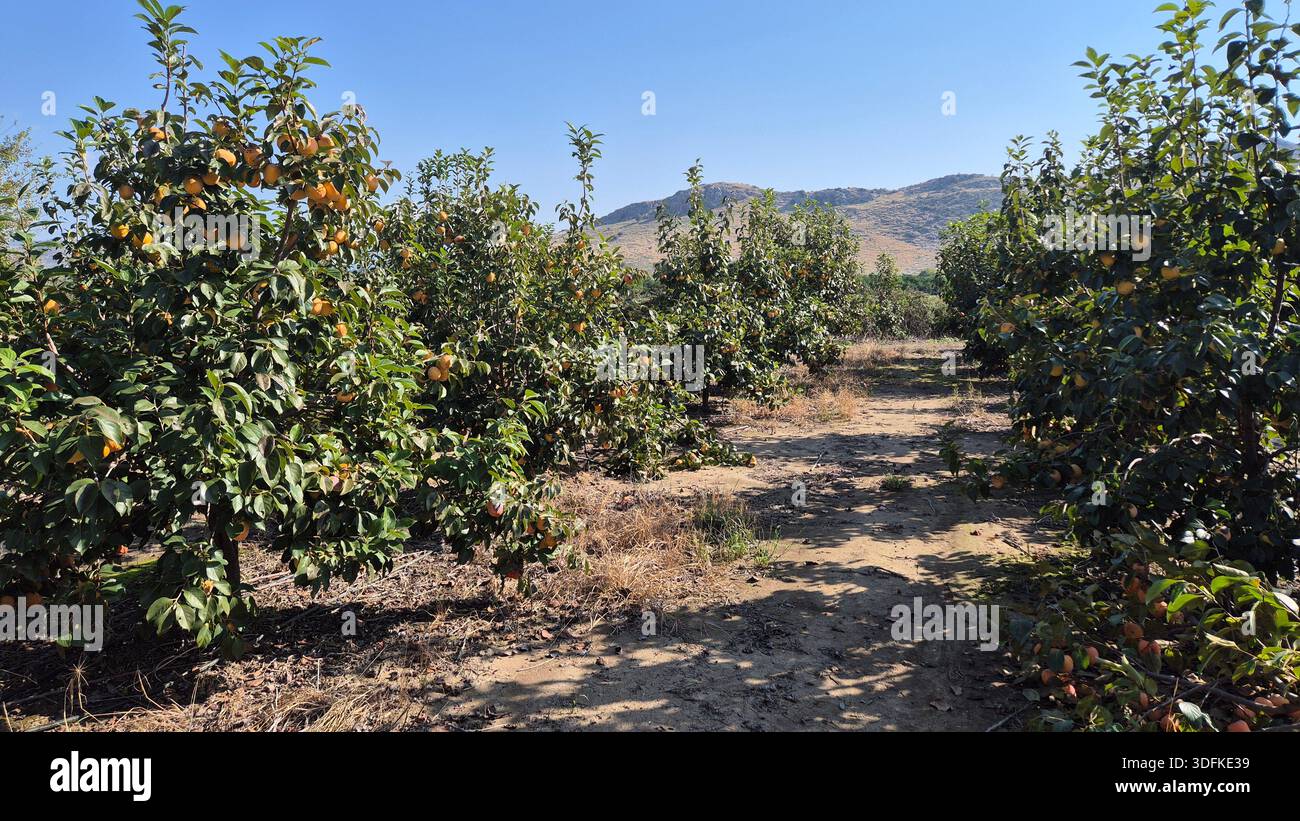 un frutteto di alberi chineesi di cachi con frutti maturi in autunno - Immagine stock catturata con smartphone