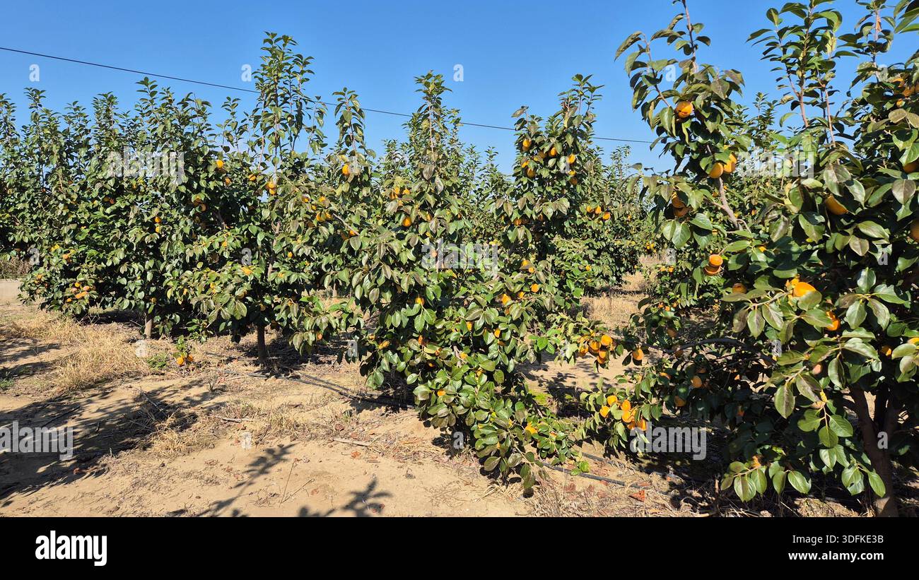 un frutteto di alberi chineesi di cachi con frutti maturi in autunno - Immagine stock catturata con smartphone
