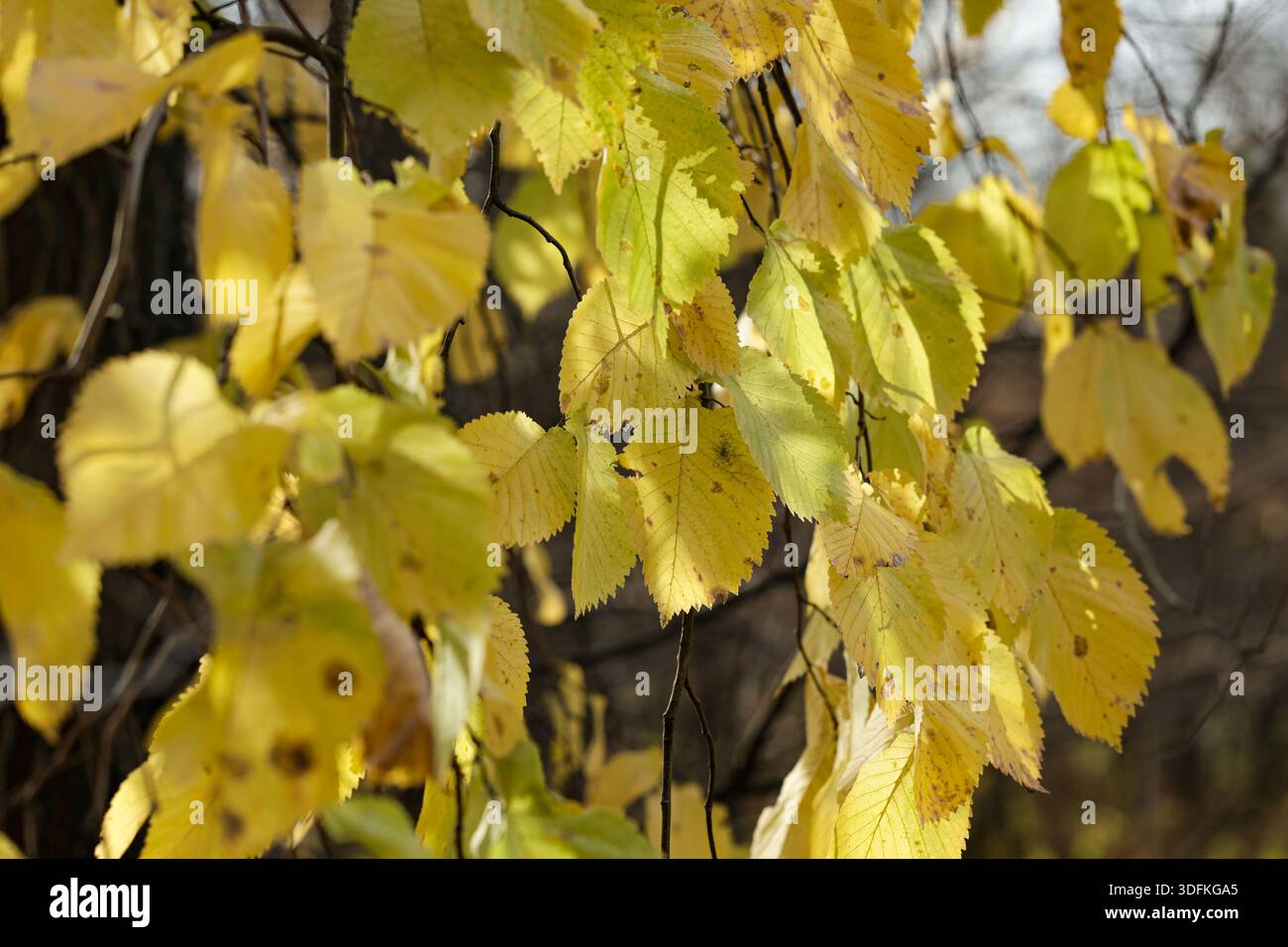 Primo piano sulle foglie di olmo in autunno. Foto Stock