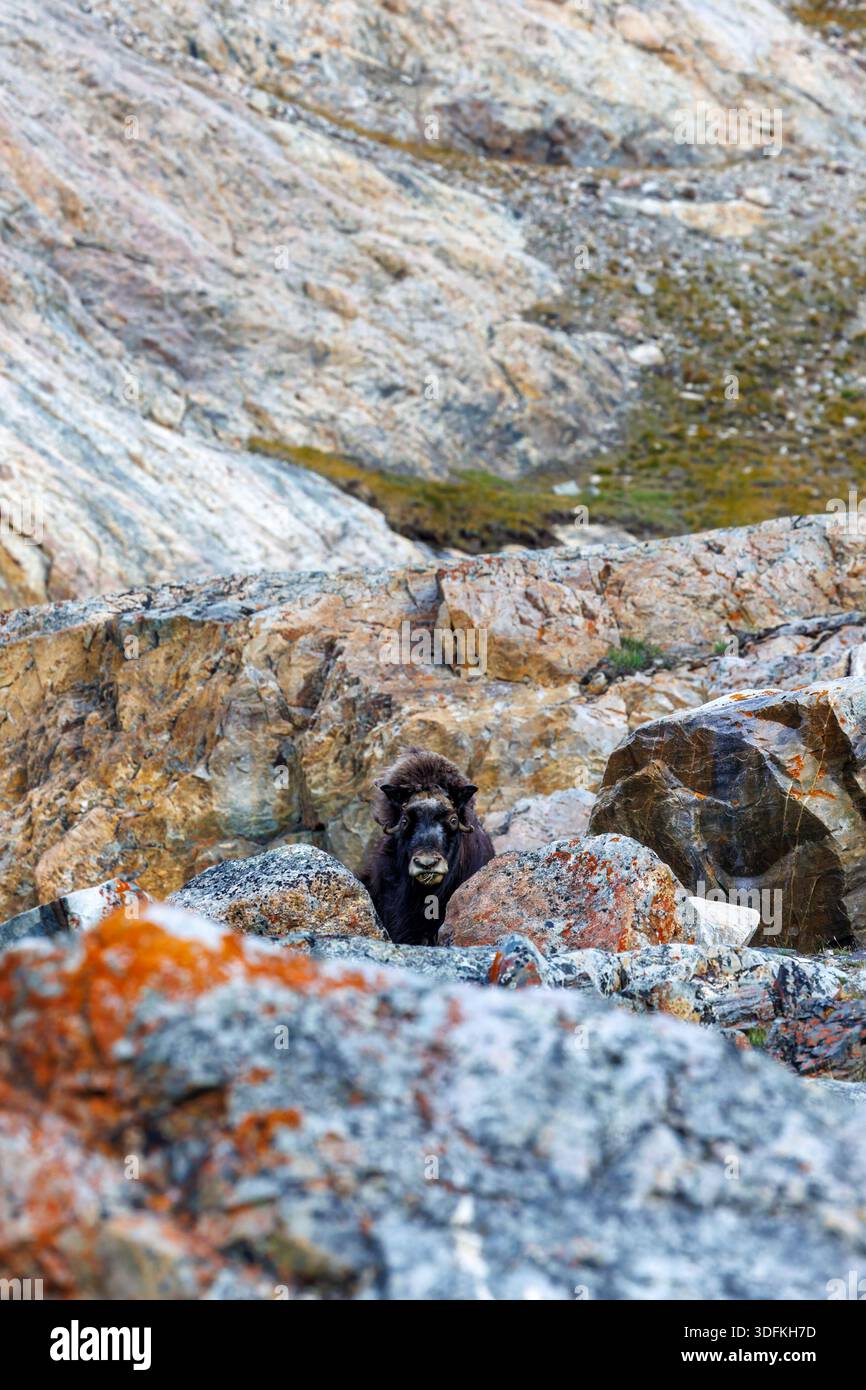 Musk bue, Ovibos moschatus, nella tundra di montagna del Geologfjord, nel Parco Nazionale della Groenlandia nord-orientale. Un erbivoro che si nutre dell'erba, del muschio Foto Stock