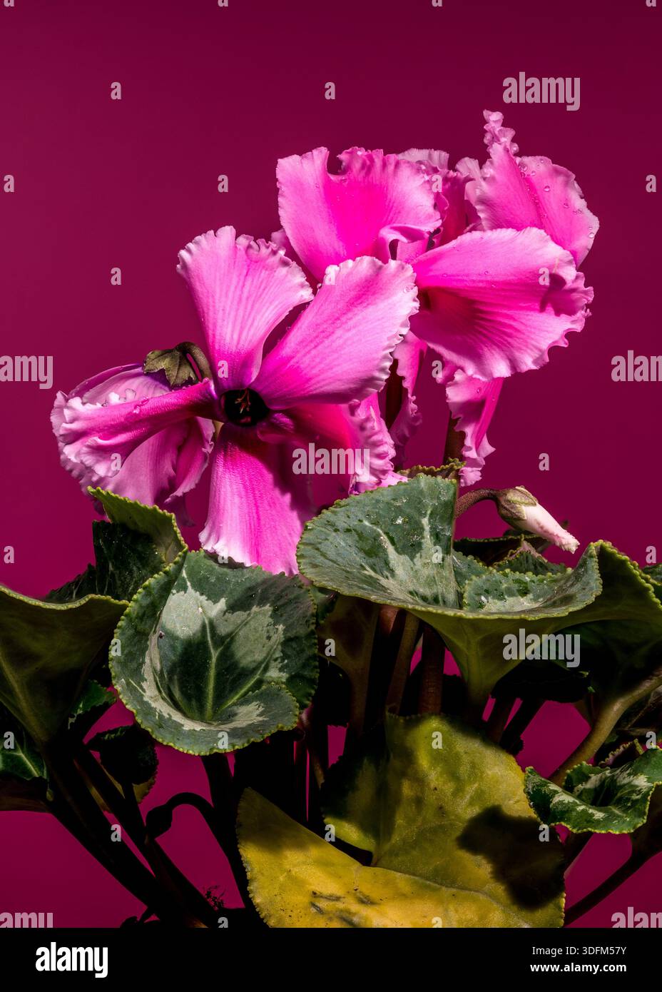 Una splendida pianta ciclaminaria rosa che mostra fiori delicati e foglie a forma di cuore, su un vivace sfondo magenta coordinato per un look audace Foto Stock