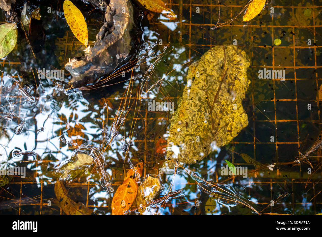 Foglie gialle marroni in acqua sporca su griglia arrugginita sul terreno Foto Stock