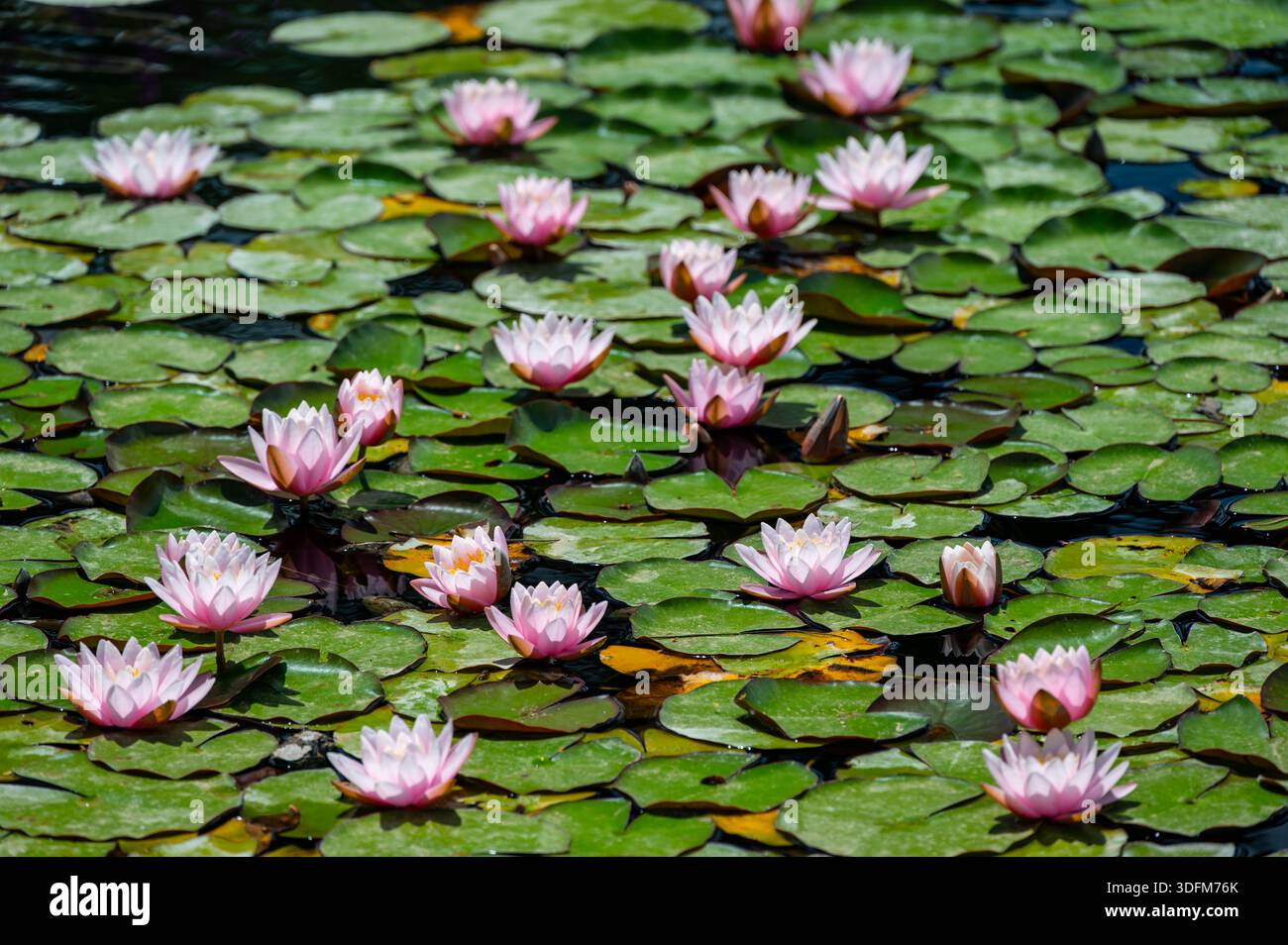 Vista di uno stagno con ninfee rosa in fiore (Nymphaea) che si riflette in acque calme, catturando la bellezza serena e i delicati colori dell'aqu naturale Foto Stock