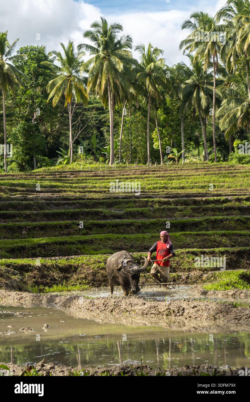Contadino e bufalo d'acqua che arano una risaia in un campo terrazzato, Bohol, Filippine Foto Stock