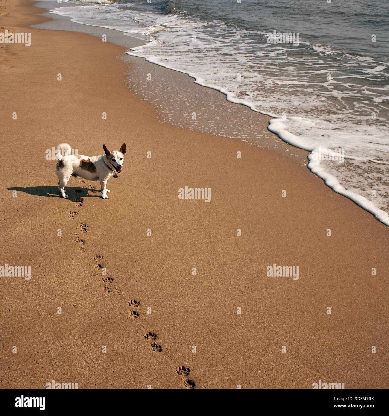 Un piccolo cane incrociato Jack Russell bianco e marrone in piedi su una spiaggia sabbiosa che guarda indietro lungo una traccia di impronte di zampe vicino alla marea oceanica. Foto Stock