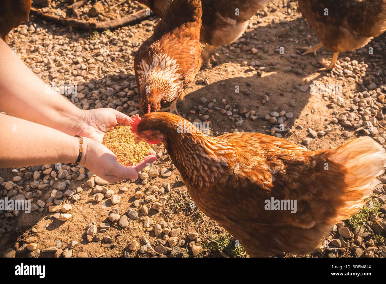 L'agricoltore nutre le galline con grano Foto Stock