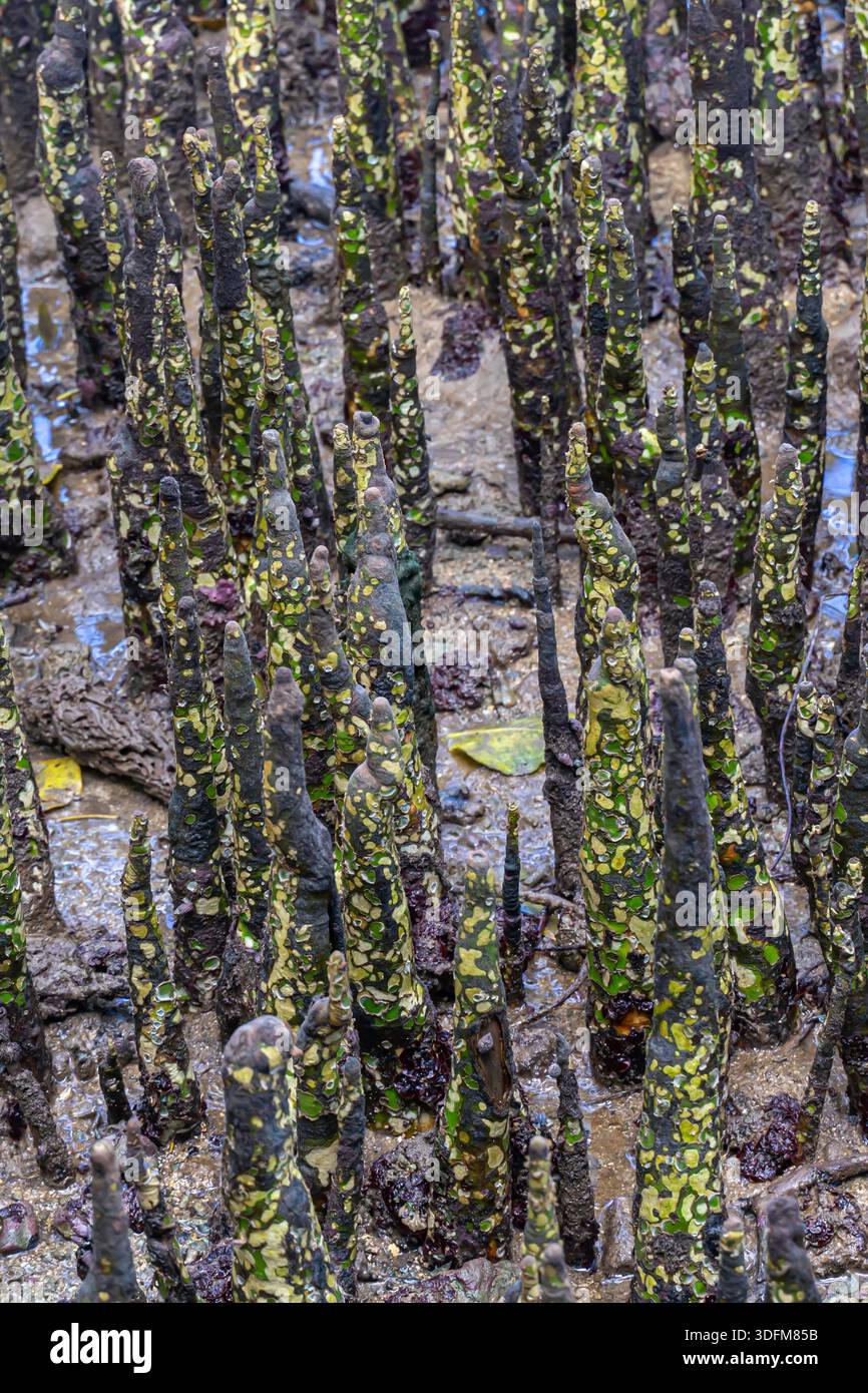 Protrusioni dall'acqua, pneumatophores del sistema di radici aeree consentono agli alberi di mangrovie di assorbire ossigeno dall'aria nel suolo arginato, Bohol, Filippine Foto Stock