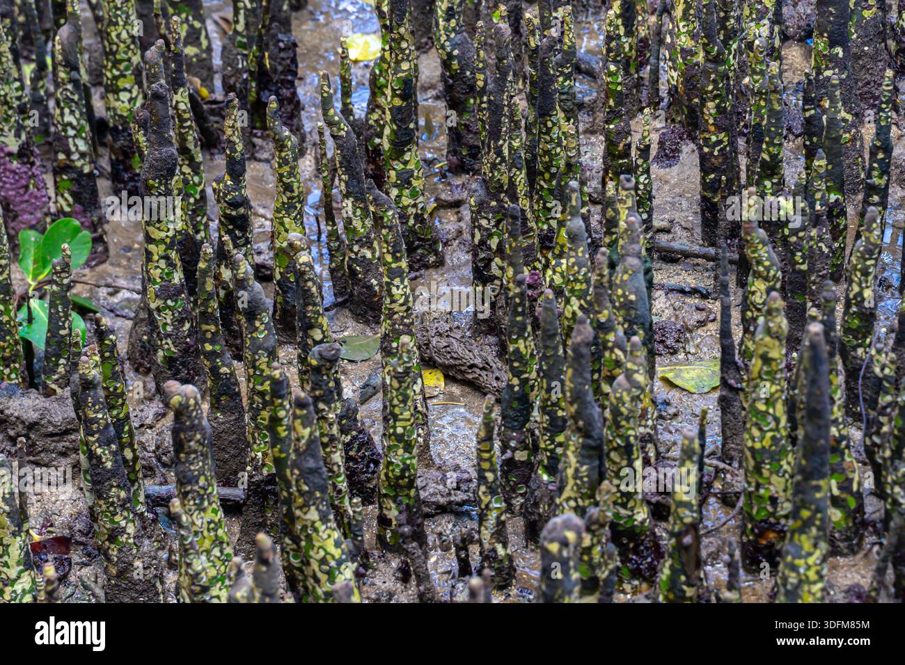 Protrusioni dall'acqua, pneumatophores del sistema di radici aeree consentono agli alberi di mangrovie di assorbire ossigeno dall'aria nel suolo arginato, Bohol, Filippine Foto Stock