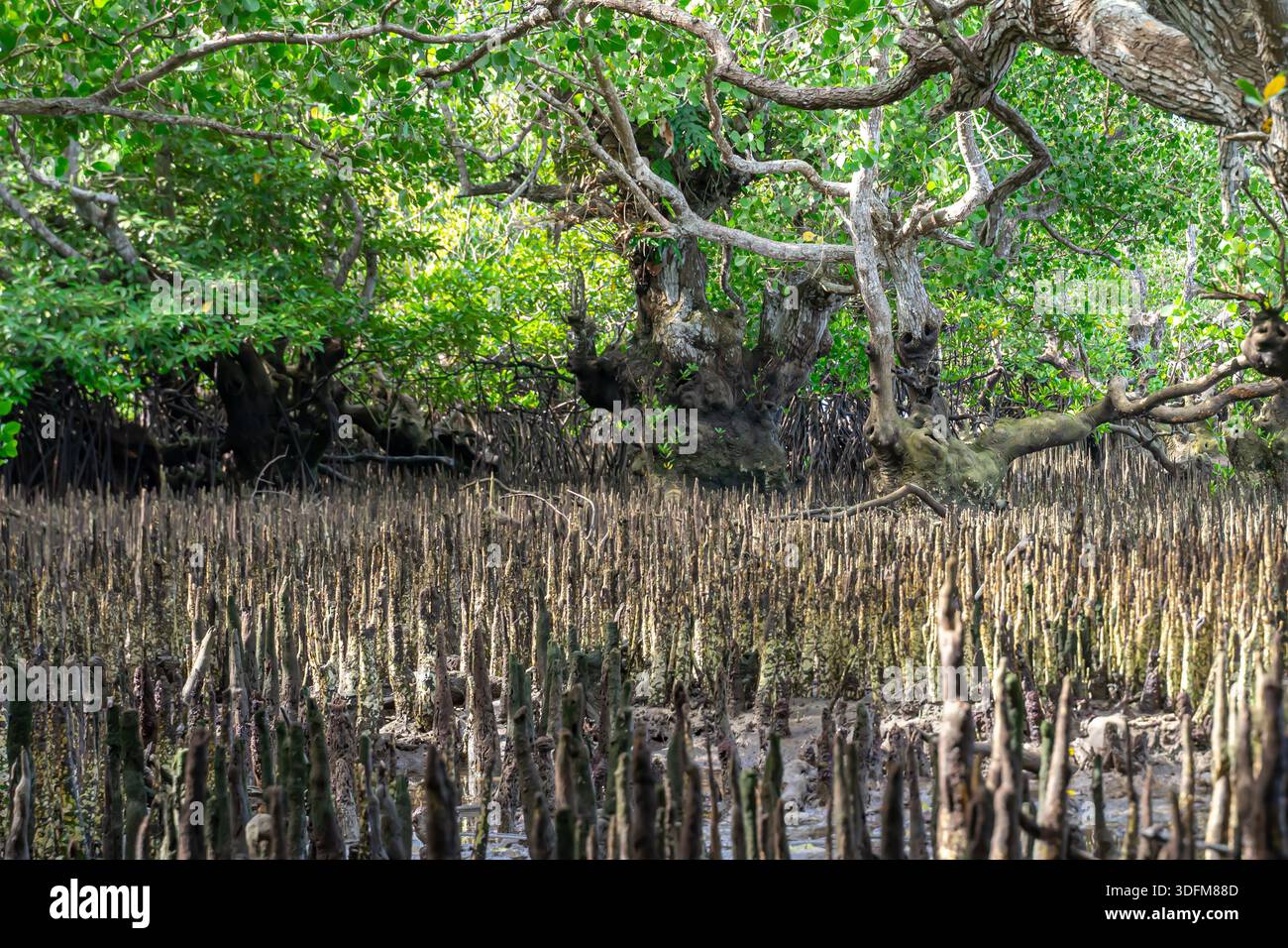 Protrusioni dall'acqua, pneumatophores del sistema di radici aeree consentono agli alberi di mangrovie di assorbire ossigeno dall'aria nel suolo arginato, Bohol, Filippine Foto Stock