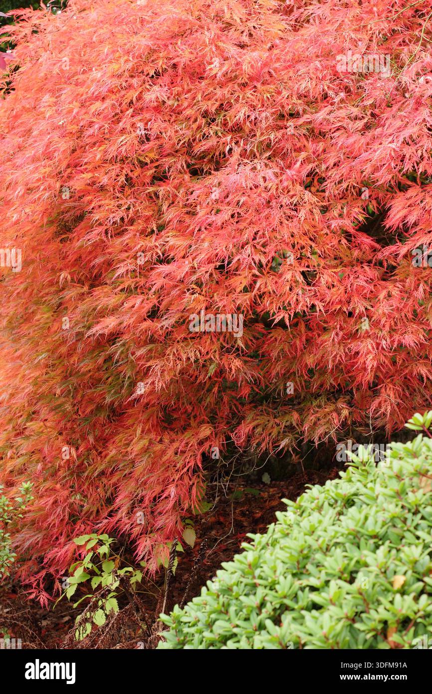 Acertree. Acer dissectum atropurpureum che mostra le caratteristiche foglie di rosso arancio in autunno Foto Stock