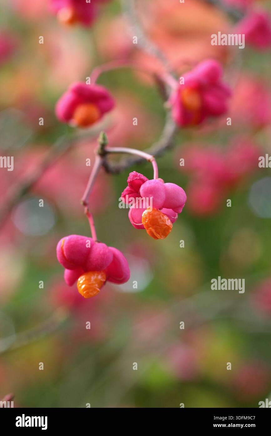 L'arbusto Euonymus europaeus "Red Cascade", con i suoi caratteristici frutti rosa brillante, si apre per rivelare semi di arancia vibranti all'inizio dell'autunno. Chiamato anche alberino Foto Stock