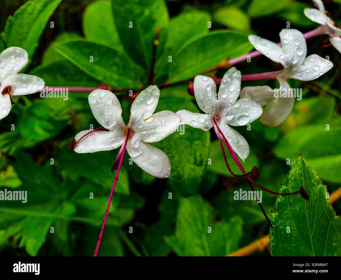 Bellissime immagini di fiori Foto Stock