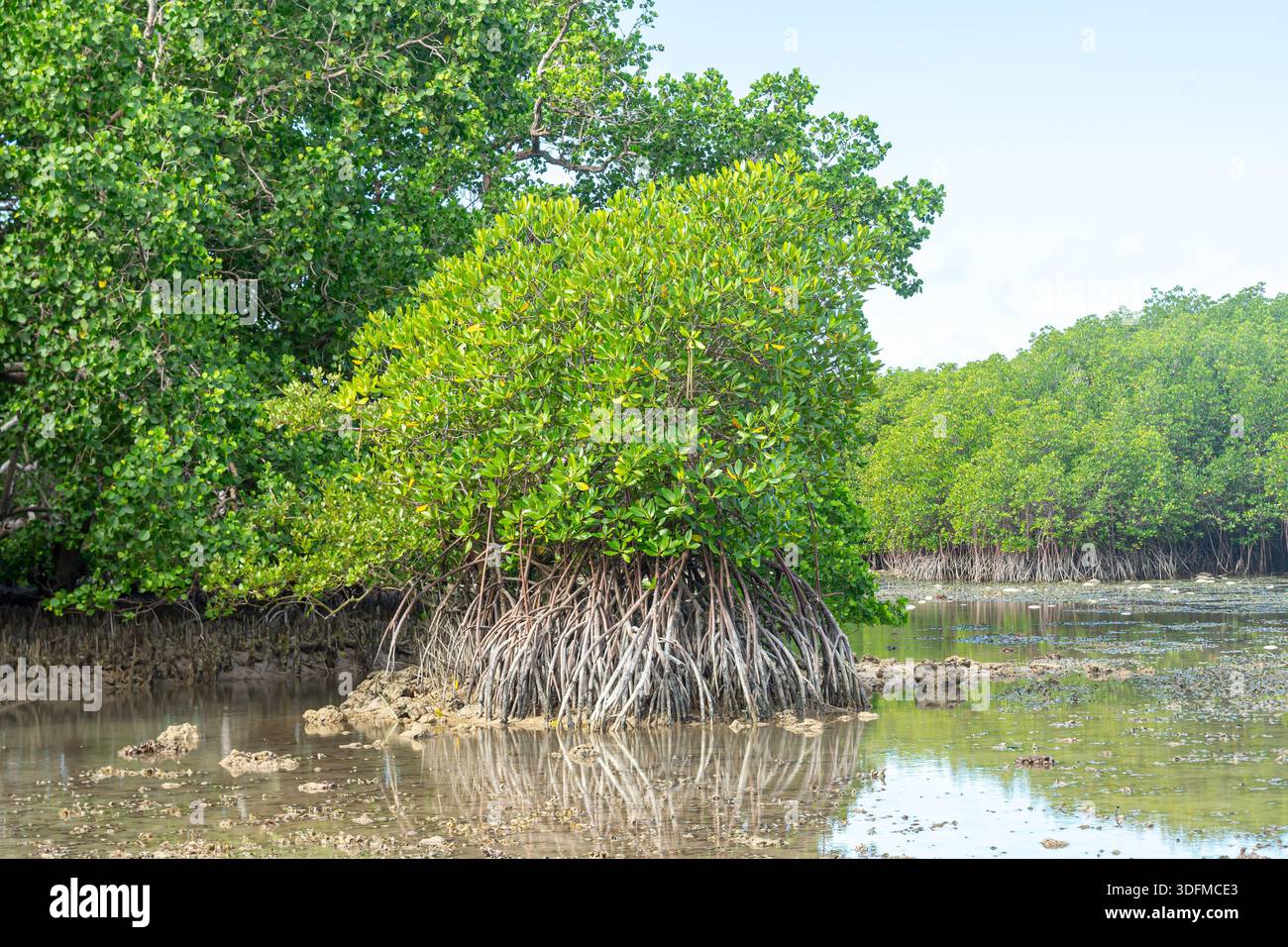 Foresta di mangrovie vicino a Tagbilaran, Bohol, Filippine Foto Stock