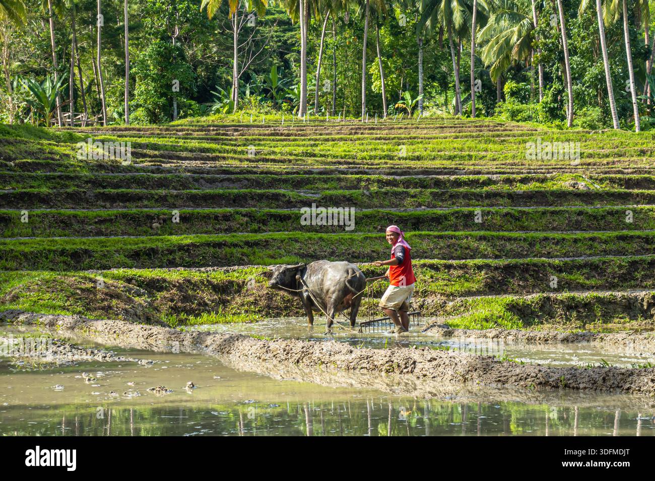 Contadino e bufalo d'acqua che arano una risaia in un campo terrazzato, Bohol, Filippine Foto Stock