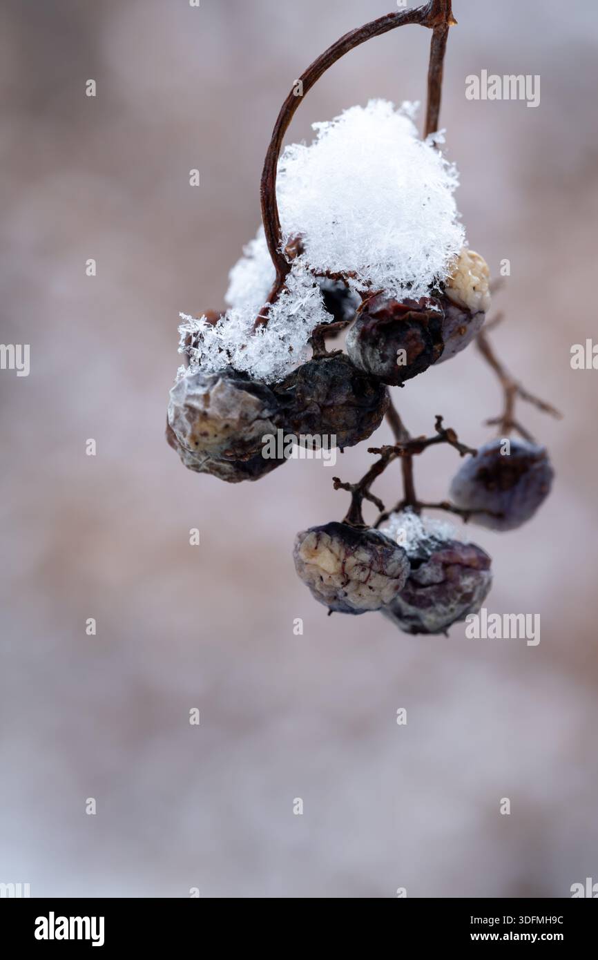 Vista delle nevi coperte delicatamente le bacche appassite appese da un sottile ramo marrone su uno sfondo morbido e sfocato della delicata tavolozza invernale, Scott' Foto Stock