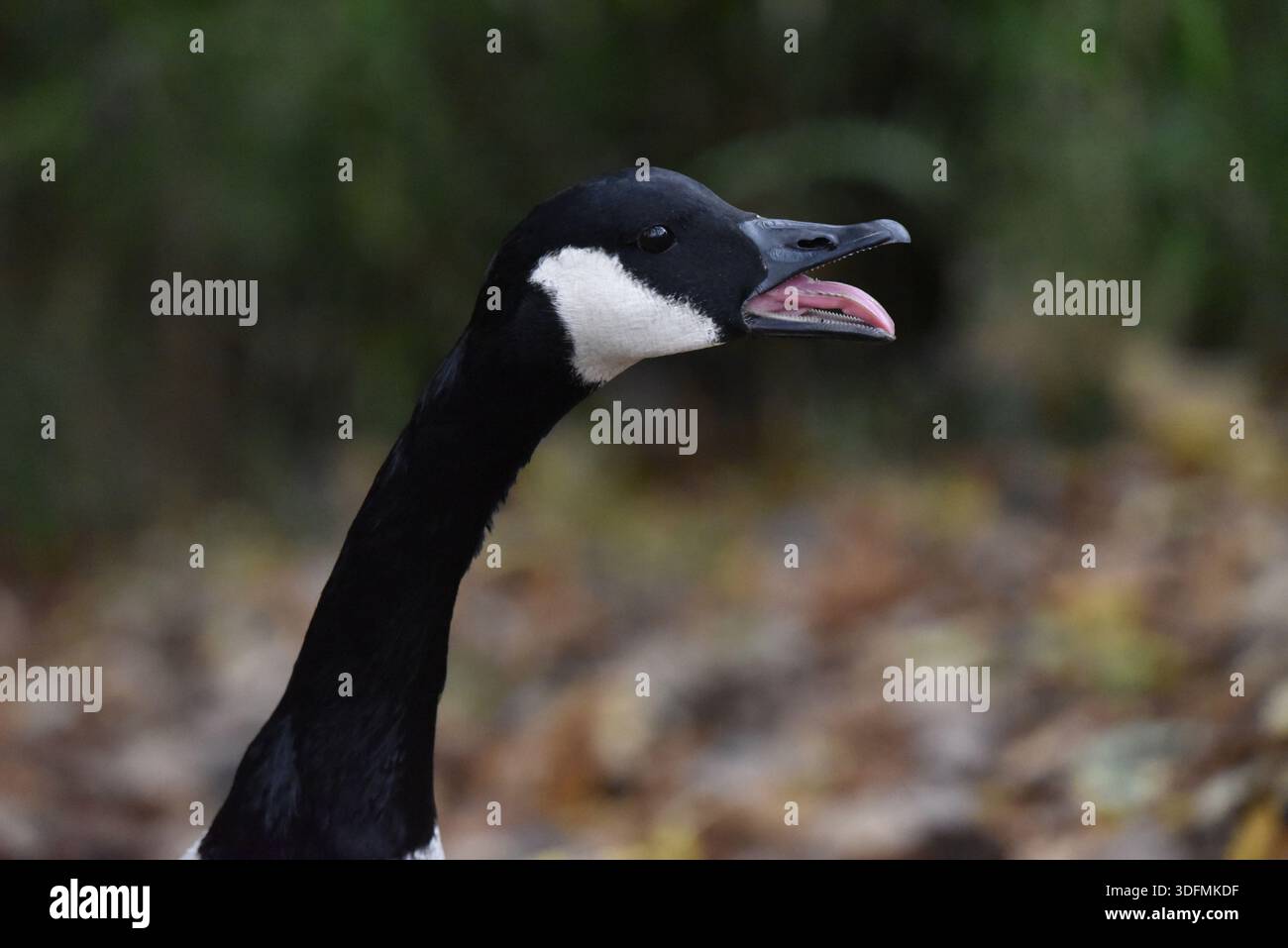 Primo piano testa e collo profilo destro Ritratto di un sibilo di un'oca canadese (Branta canadensis) che mostra la tomia seghettata, contro le foglie d'autunno morbide, Regno Unito Foto Stock