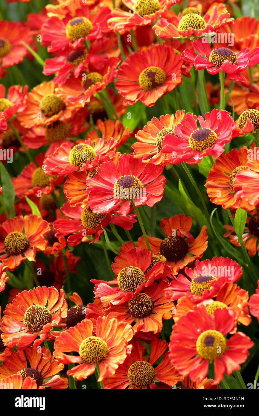 Helenium Sophie zur Linden starnutisce perenni con masse di margherite rosse e gialle come fiori in estate e in autunno. Attraente per gli impollinatori Foto Stock